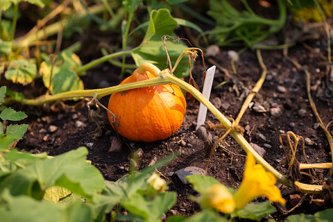 A close-up of a small orange pumpkin on a vine growing in a garden.