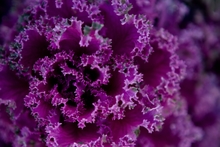 close up of purple cabbage, which is ruffled at the edges are very bright