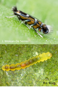 leafminer adult has tiger-like stripes and a furry-looking tail. Larvae looks yellow and transparent and like a gummi worm