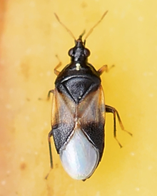 A black, white and brown insect.