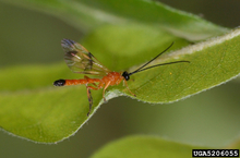A small parasitic wasp with an orange body.