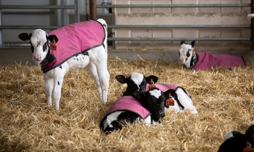 4 Holstein calves in straw