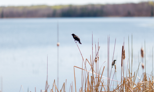 A bird perching on golden grass beside a lake.
