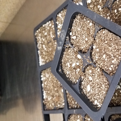 Cell tray for starting seeds