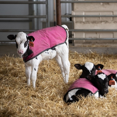 Four calves with pink blankets on in a barn full of hay.