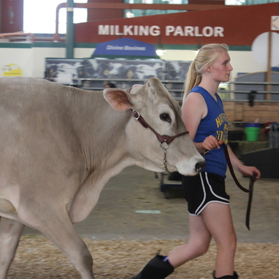 woman leading a cow in a milking parlor