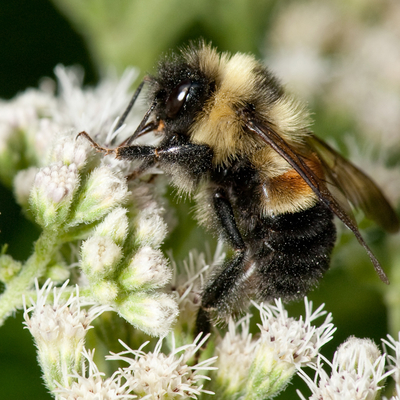 rusty patched bumble bee on white flower