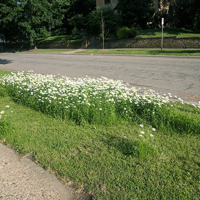 Tall white flowers on a section of mown grass by a road.