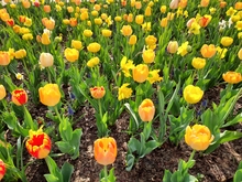 Spring blooming bulbs at Pine City Discovery Garden