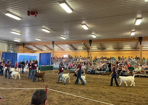 4-H youth participating in the 4-H dairy goat show at the state fair.