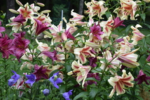 lilies credit Jennifer Knutson Master Gardener