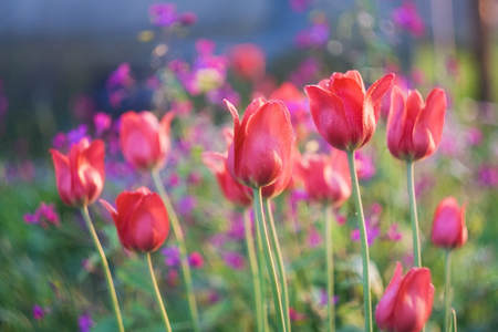 red tulip flowers