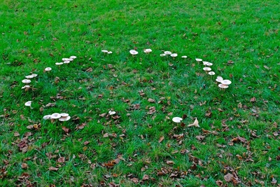 fairy ring in lawn